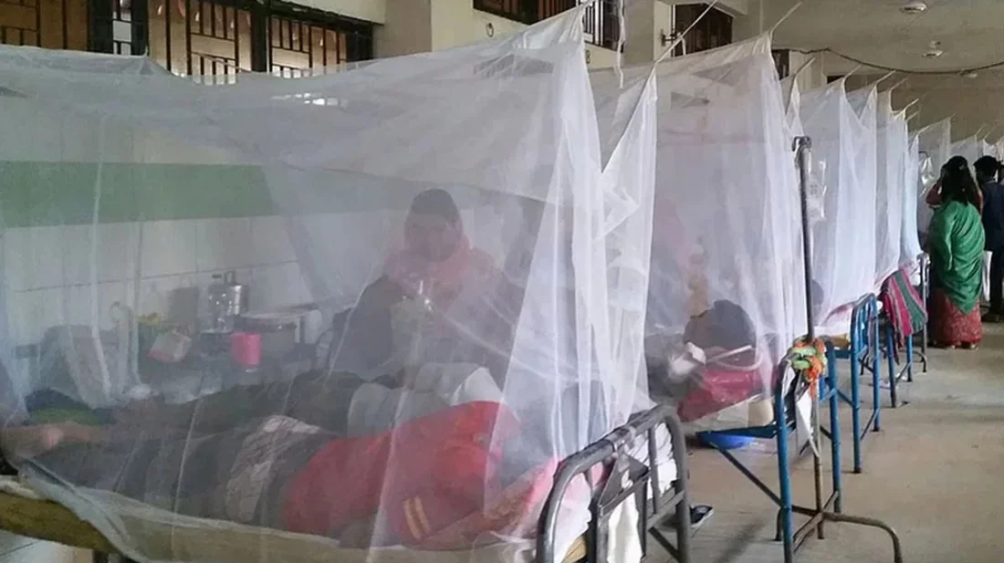 Dengue will now persist year-round